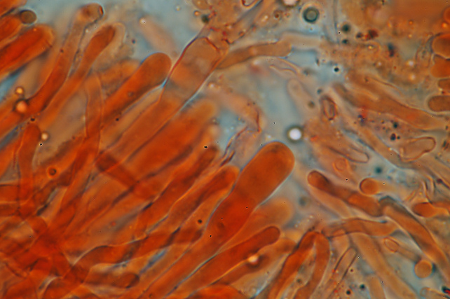 Fotoreportage di uno Stereum (credo!) (Stereum gausapatum)